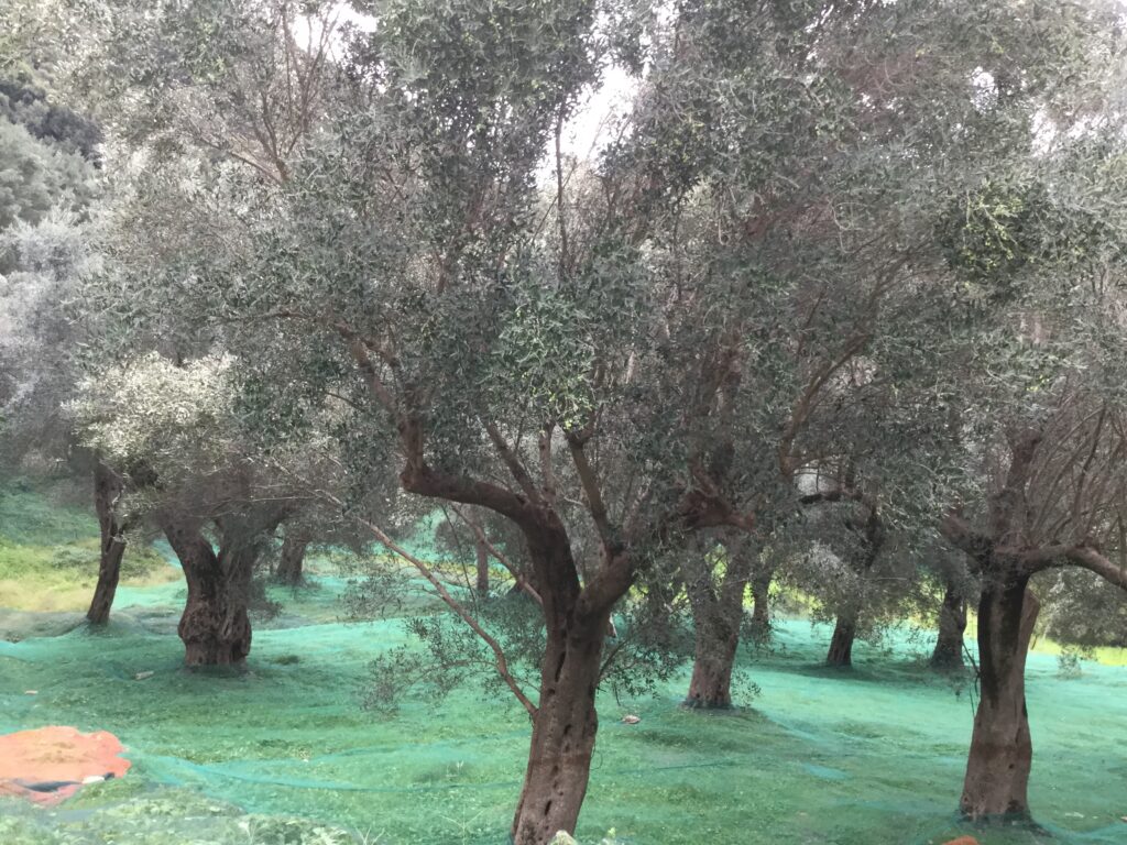 Corte degli Ulivi - raccolta delle olive